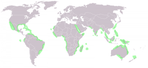 Они наиболее распространены в Индонезии, Бразилии и Австралии